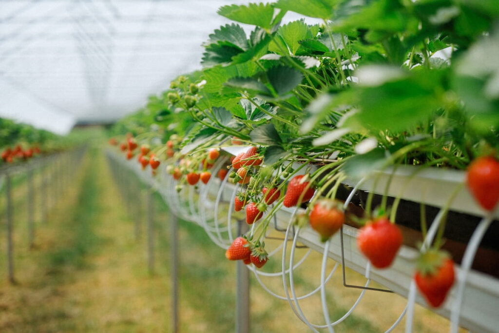 Erdbeeren vom Lohner